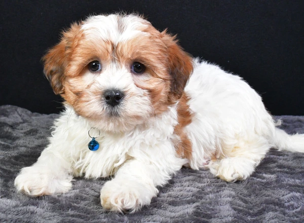 Shichon Teddy Bear - Quill