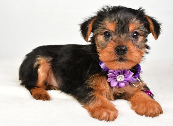 Yorkshire Terrier - Krissey