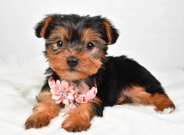 Yorkshire Terrier - Kylie