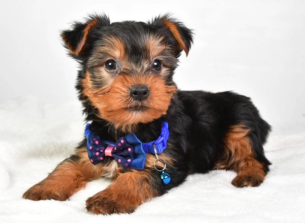 Yorkshire Terrier - Keith