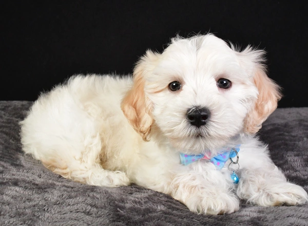 Maltipoo - Mark