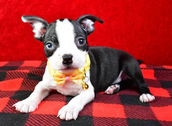 Boston Terrier - Nemo