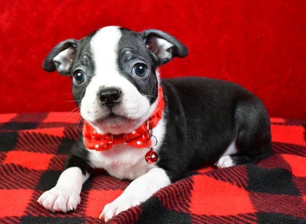 Boston Terrier - Nickle