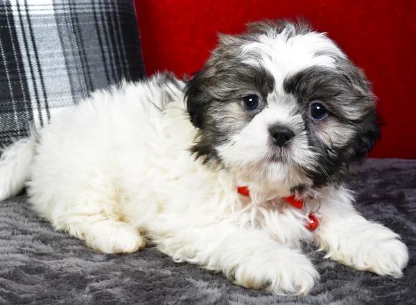 Shih Tzu - Sylis