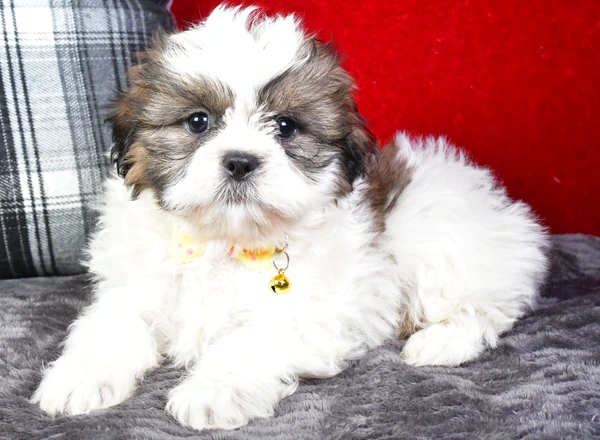 Shih Tzu - Sheldon