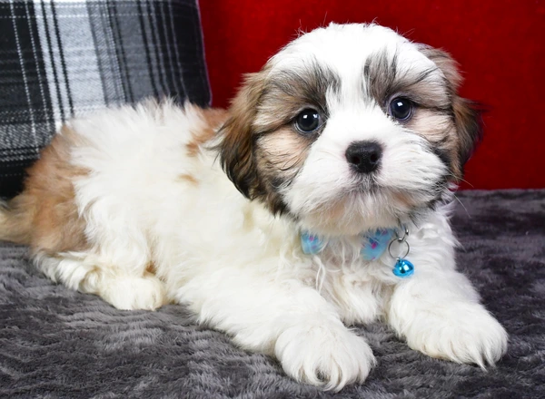 Shih Tzu - Sporty