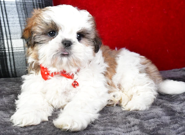 Shih Tzu - Skye