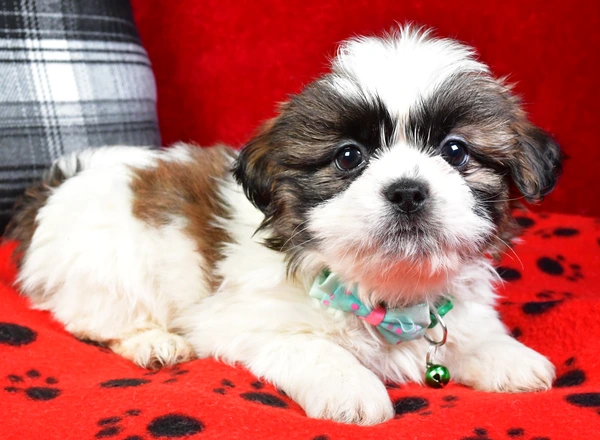 Shih Tzu - Tom