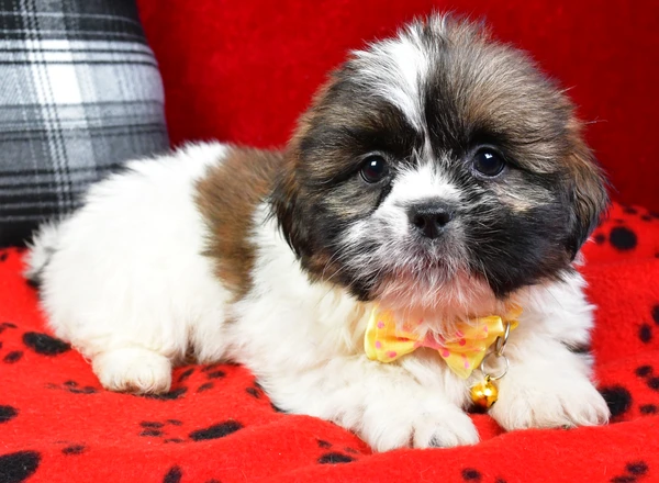 Shih Tzu - Tristan