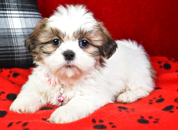 Shih Tzu - Twinkie