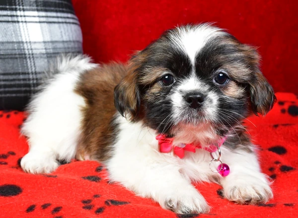 Shih Tzu - Tessa