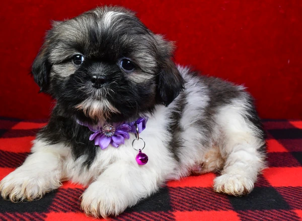 Shih Tzu - Jill