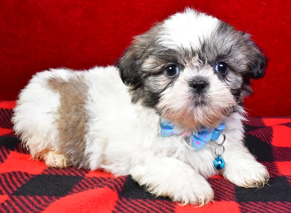 Shih Tzu - Jack