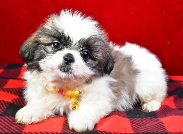 Shih Tzu - Jake