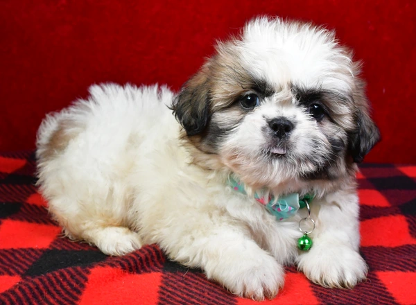 Shih Tzu - Jet