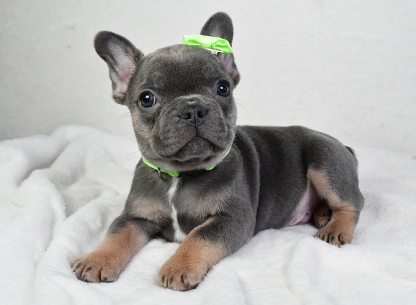 French Bulldog - Echo