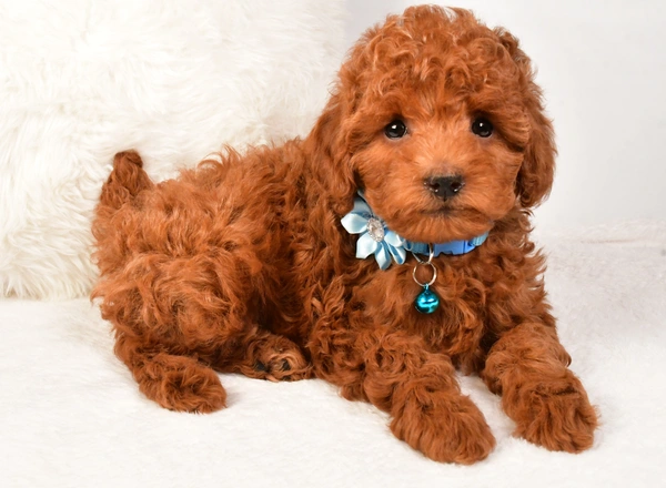 Toy Poodle - Kesha