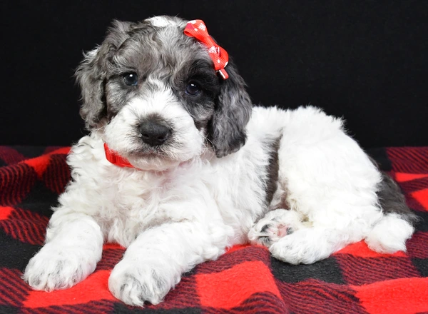 Mini Goldendoodle - Bennett