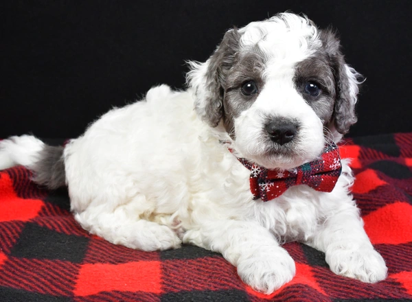 Mini Goldendoodle - Boomer