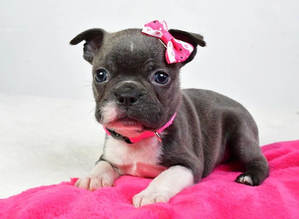 Boston Terrier - Daisy