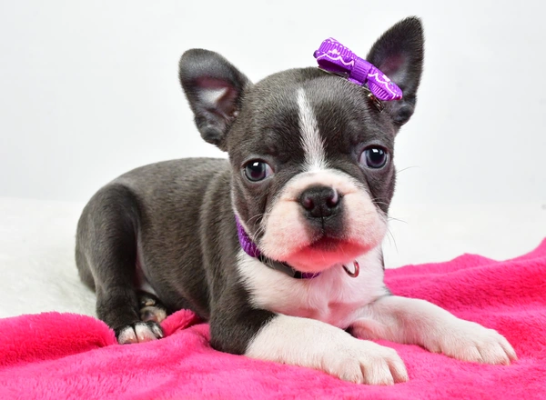 Boston Terrier - Dolly