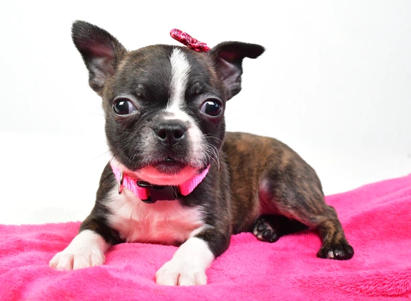 Boston Terrier - Dixie