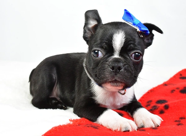 Boston Terrier - Denver