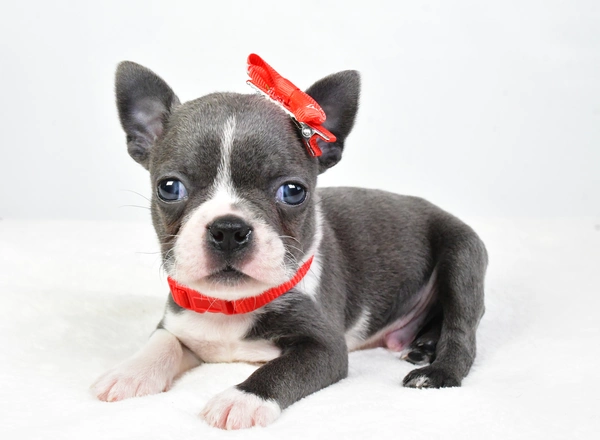 Boston Terrier - Dante