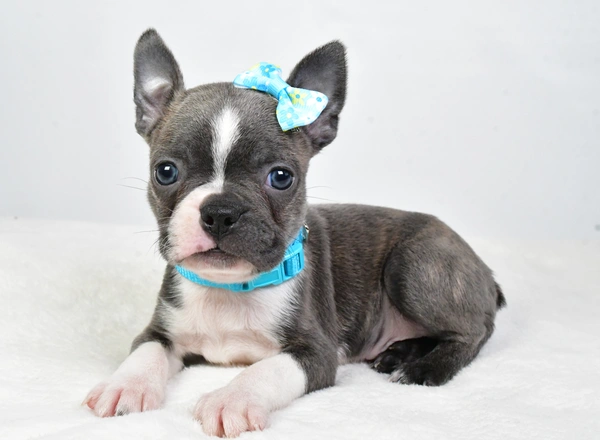 Boston Terrier - Dominic