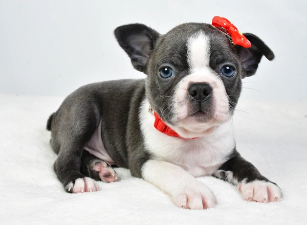 Boston Terrier - Dash