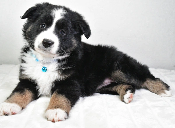 Miniature Australian Shepherd - Tabbi