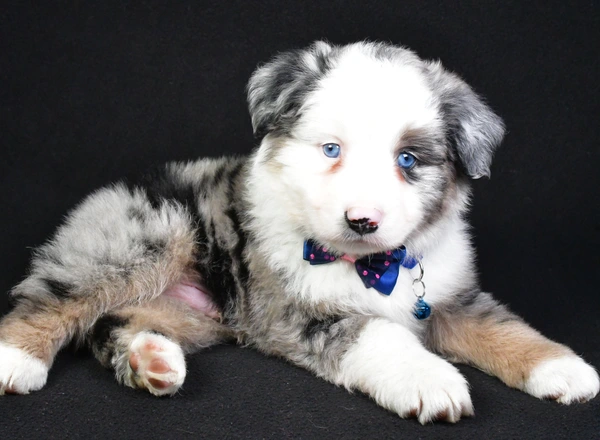 Miniature Australian Shepherd - Teddy