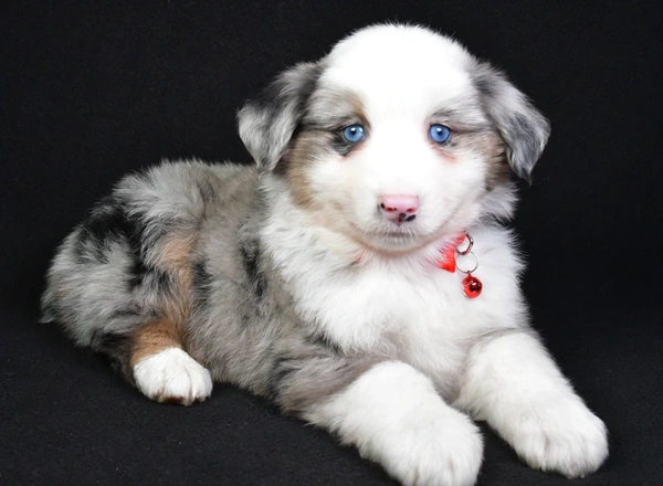 Miniature Australian Shepherd - Thomas