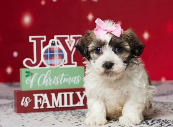 Havanese - SOPHIE