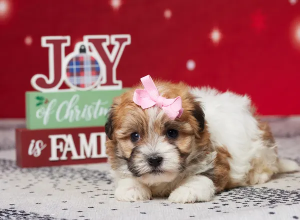 Havanese - SAVANNAH