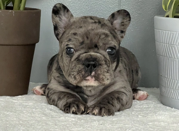 French Bulldog - Hazel