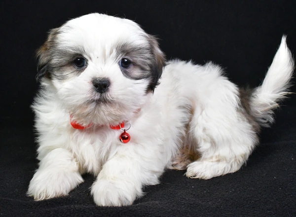 Shih Tzu - Robby