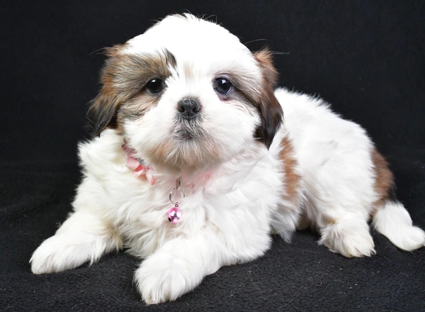 Shih Tzu - Roxy