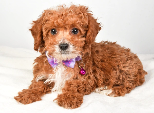 Miniature Poodle - Kevin