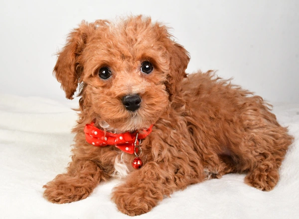 Miniature Poodle - Kenny