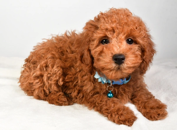 Miniature Poodle - Kelly