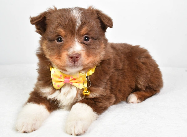 Miniature Australian Shepherd - Landon