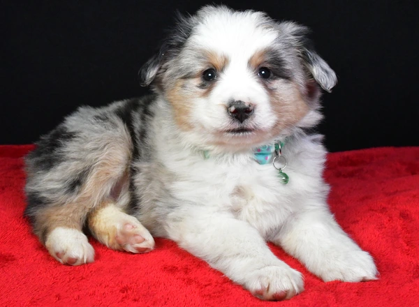 Miniature Australian Shepherd - Lance