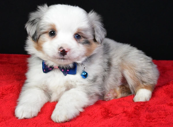 Miniature Australian Shepherd - Lucky