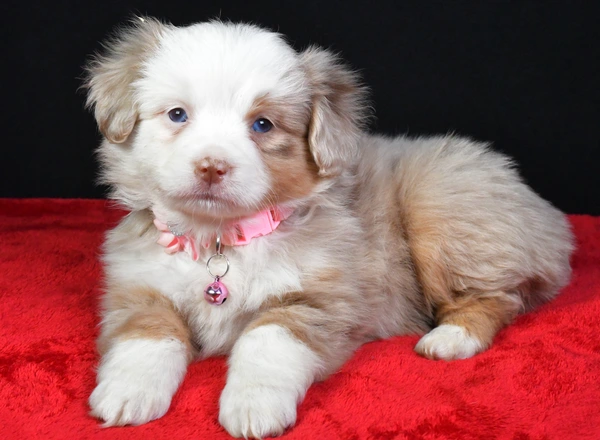 Miniature Australian Shepherd - Lila