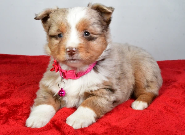 Miniature Australian Shepherd - Lady