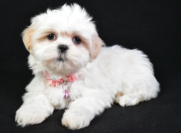 Shih Tzu - Sweetie