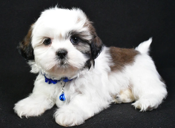 Shih Tzu - Sheila