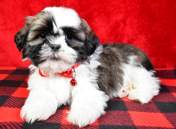 Shih Tzu - Star