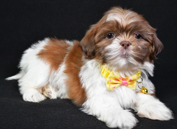 Shih Tzu - Koda